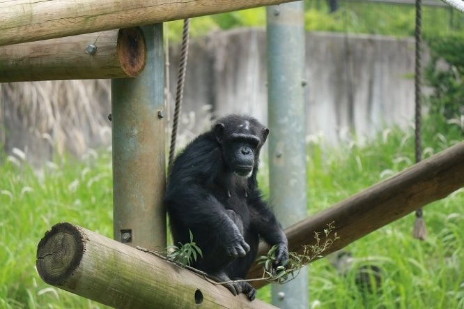 渋いぜ！チンパンジー！