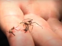 アリは有能な外科医。アリを使って傷口を縫い合わせる施術