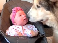マラミュートが赤ちゃんにキスキスキス！犬と猫とベビーガールのハッピータイムにズームイン