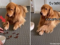おとぼけゴールデン。飼い主が落としたおやつをしれーっと隠す