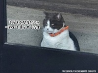 地元のドーナツ屋に一番乗りで並ぶのは近所の猫