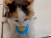 「ぎゃおおおん！これは絶対渡さニャい！」可愛い子猫、全身全霊をかけて哺乳瓶を死守する