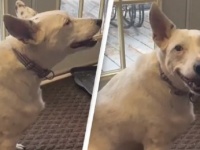 尊さ炸裂。耳の聞こえない犬が、飼い主とコミュニケーションを取りたくて、他の犬を真似て「吠える」仕草を学ぶ