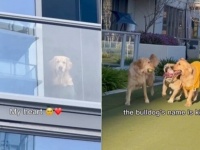 愛犬たちのコミュ力高っ！マンションのベランダが結ぶ「一緒に遊ぼう、友だちの輪！」どんどんつながる友情の連鎖がすごかった