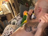 やきもち焼きのインコ。ぬいぐるみの鳥とキスしていると唇を横から奪いに来る