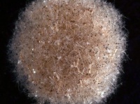海の深淵に潜んでいた新種の巨大単細胞生物が4種発見される（太平洋）