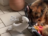 犬の鳴き声で犬を起こそうとするオウム