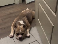 仲間の犬に残された時間はあとわずか。心を痛めながら悲しそうな表情で見守り続ける犬