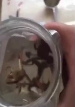 生きたカエルとオタマジャクシ