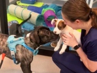 「ずっと一緒にいたい！」図書館で保護された犬、2匹仲良く終の棲家を見つける