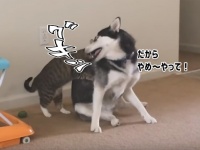 ハスキーと遊びたくてたまらない猫、何度も何度でもタイアタックル！