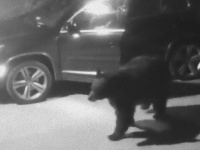 深夜にクマがやってきた。鍵の掛かってない車に忍び込んで少々見学していった