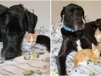 誰よりも子猫を愛するグレート・デーン、自らお世話役をかって出る