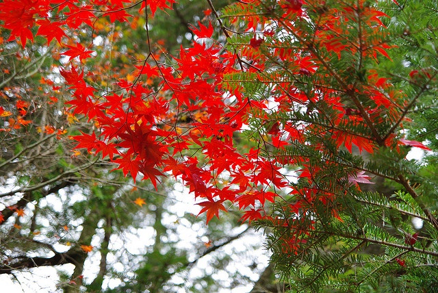 宮島の紅葉（puffyjetさん撮影、Flickrより）