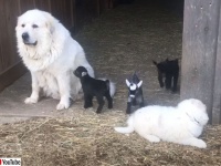 癒され度マキシマム。犬と山羊とニワトリが仲良く過ごすひと時を見て心を浄化しよう