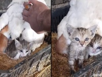 ニワトリって猫を温めがちなところあるよね。4匹の子猫を抱卵ならぬ抱猫