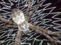 蜘蛛界の芸術家、網の上におしゃれな模様をつけるクモの仲間たち