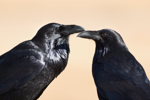 iStock-622218870_e