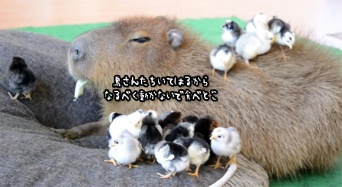 カピバラヘブン再び！小鳥たちの止まり木となったカピバラの包容力が抱かれたいレベル