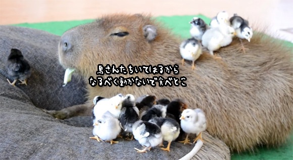 カピバラヘブン再び！小鳥たちの止まり木となったカピバラの包容力が抱かれたいレベル