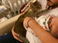 妹がうちにやって来た！愛猫のちょっぴり赤ちゃん返りな甘えん坊ぶりがまた可愛い