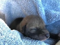 「子犬を保護しました！」住民から通報を受けた保護団体が引き取りにいくと、なんとそれ、犬じゃなかった！（アメリカ）