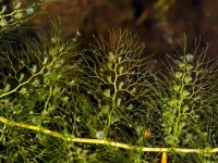 ただじっとしてるだけじゃないのよ！動的に行動する10種の植物