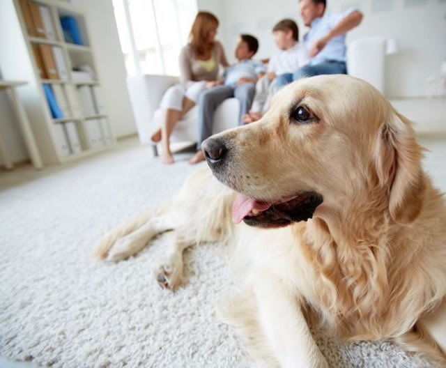 【法律】「ペット禁止」のアパートでペットを飼ったら犯罪になる？