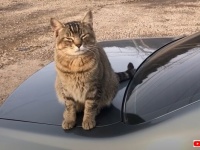 カーショップに住み着いた野良猫「ここが職場ニャ！」とお店のマスコットとして、はたまた従業員としての地位を確立する