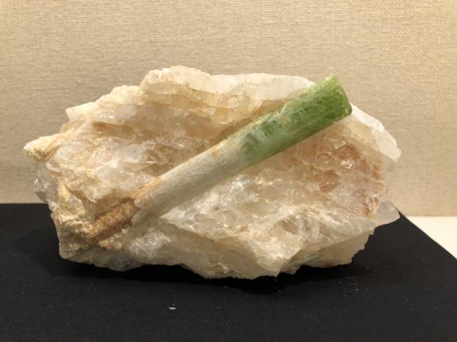 ネギにしか見えない（画像は神奈川県立生命の星・地球博物館提供）