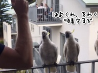 並ぶよ並ぶよ。ベランダに一列に並び朝ごはんの順番をまつキバタンたち