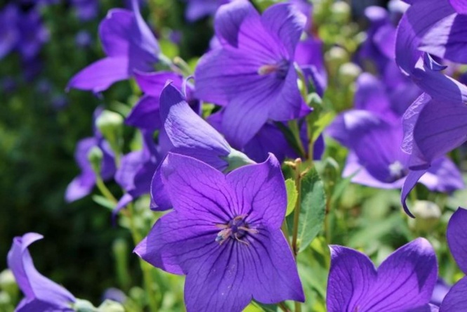 明智家の家紋で、福知山の「市の花」キキョウ（画像はイメージ）