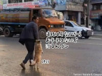 道路が危険なことを知っている犬。飼い主と手をつないで二足歩行で歩く