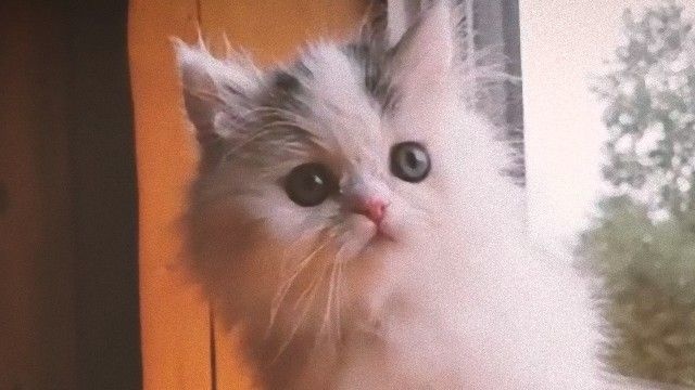 ミヌエットのオーティスさんの愛くるキュートな瞬間を満喫しよう