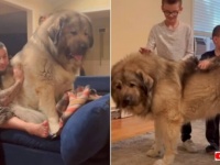でか犬の魅力はやっぱりこれ！おうちにコーカシアン・シェパード・ドッグのいる風景とは