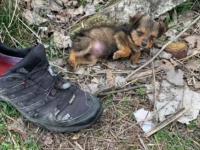 ゴミの中に靴に寄り添っていた子犬、やさしい男性に救われ、新たな家族の元へ