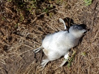 世界最小のコガタペンギンがニュージーランドの海岸で大量死、食べるものがなく餓死した模様