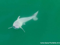 世界初！ホホジロザメの生まれたての赤ちゃんが発見される