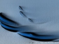 南極の氷の下で涙のしずくのような形をした謎の地形を発見