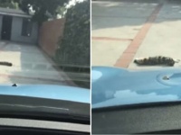 全てはママンの気を引くため。私道に寝そべり車をブロックする猫「抱っこするまで動かニャい」