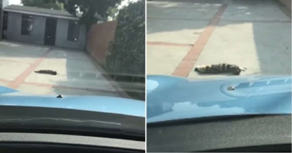 全てはママンの気を引くため。私道に寝そべり車をブロックする猫「抱っこするまで動かニャい」