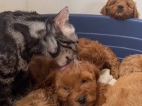 我が子を全て失った母猫、犬が出産した子犬たちを我が子のように可愛がる