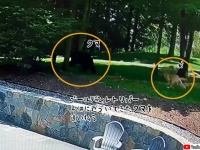 ゴールデンレトリバー、家族の少年に近づいてきたクマを猛ダッシュで追い払う