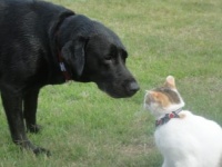 自分は犬猫で例えるならどっち？　男子の6割が「○系」と回答