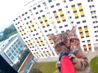 「子猫が窓の外にいる？」危機一髪！12階の窓から落ちた猫の救出劇