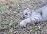 帰りたくニャイの…！帰ろうとする飼い主さんに抗い続ける猫の健闘っぷりが面白い