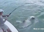 【衝撃】大物が釣れた～！　その瞬間、船の周りがサメだらけになった！
