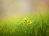 植物にもマイクロプラスチック粒子が蓄積し、成長を阻害していることが判明（米研究）