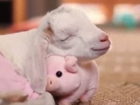 ヤギの子がギュっとブタのぬいぐるみを抱きしめて眠る姿がかわいい