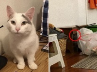 猫はどこに隠れているの？写真の中から猫を探せ！